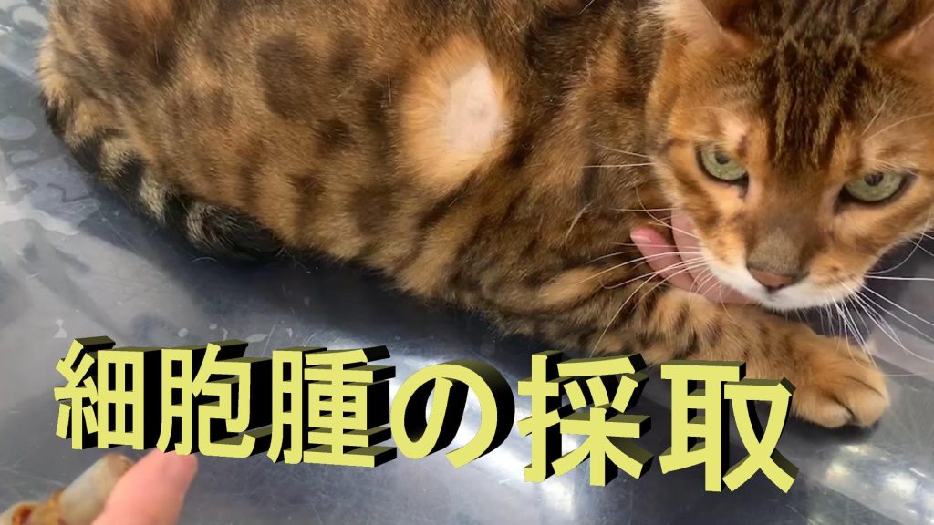【裁断済み】犬と猫の腫瘍診療 治療方針がみえてくる犬と猫の腫瘍診療 | 田川 道人 |本 | 通販